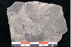 Foto (Detailansicht) von Dalbergia sp. ? (NHMW-GEO-2024-0188-10169)
